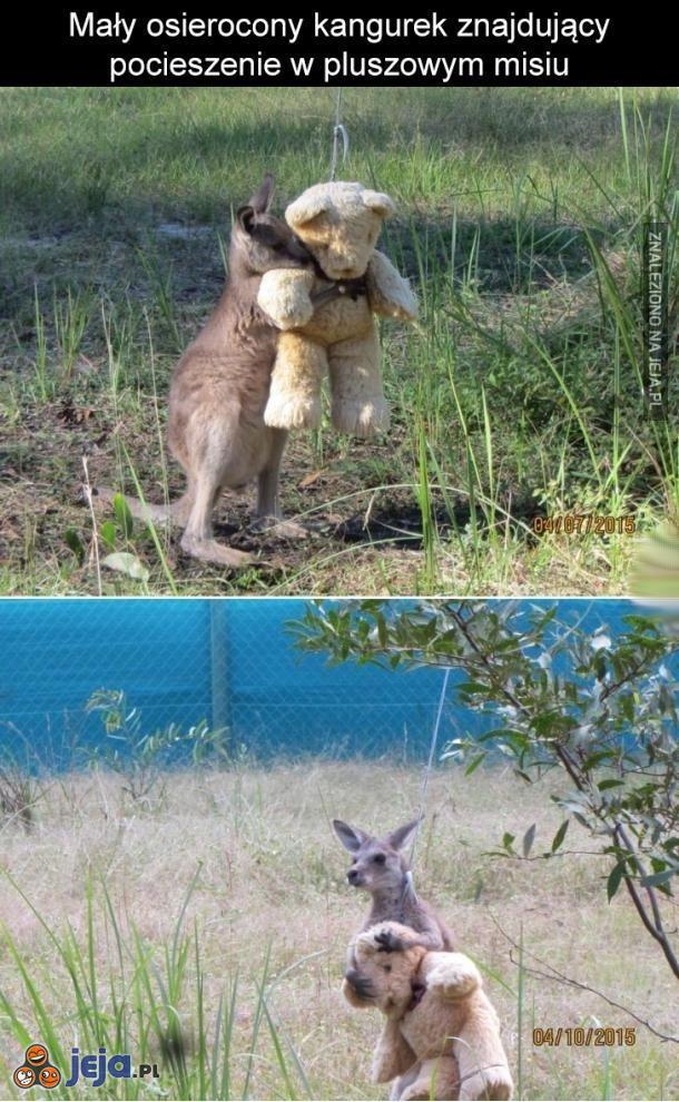 Osierocony kangurek