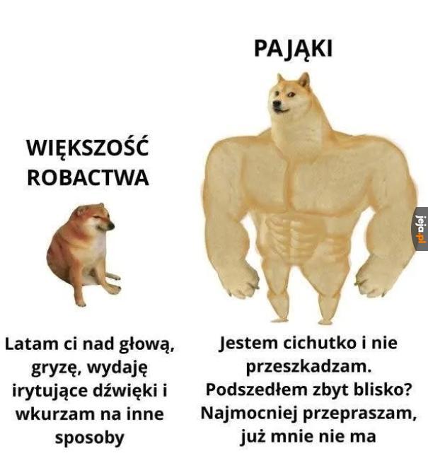 Dobre ziomki pająki
