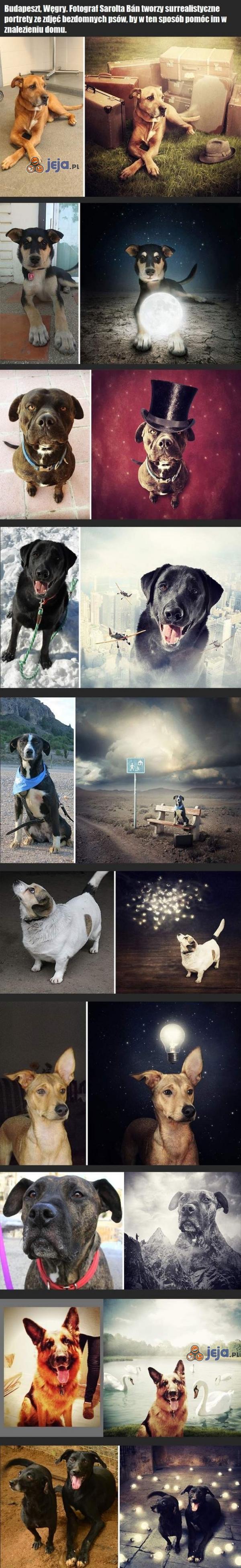 Portrety bezdomnych psów