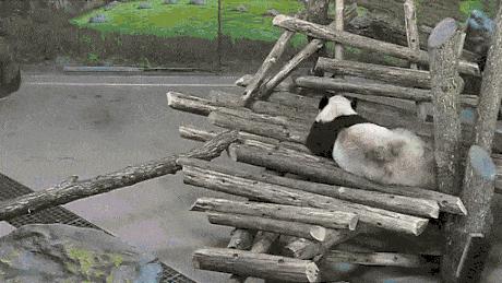 Panda zaskoczona przez wiewiórkę