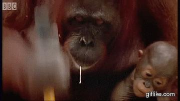 Orangutan używa młotka