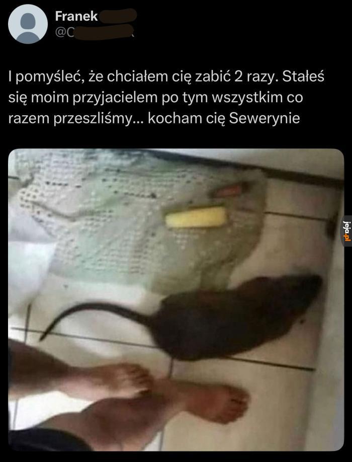 Pupilek
