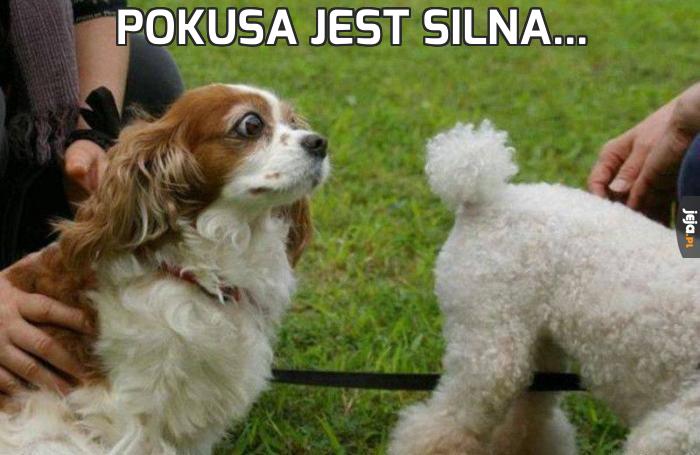 Pokusa jest silna...