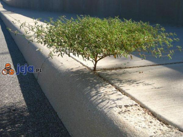Drzewko bonsai na chodniku