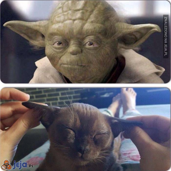 Kot Yoda