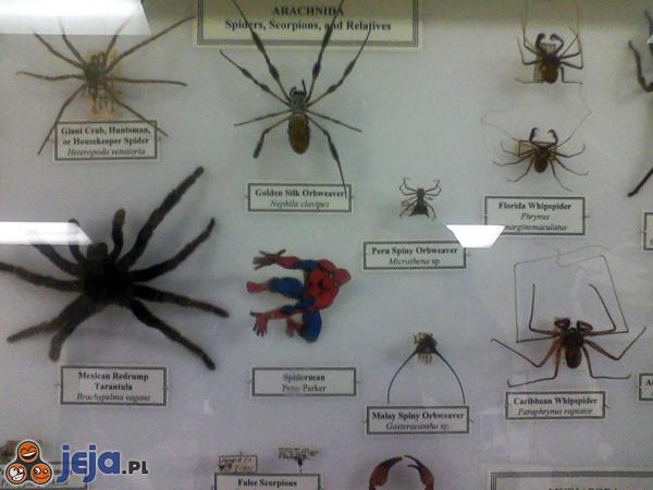 Kolekcja pająków