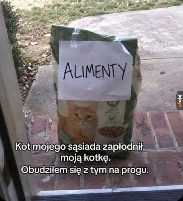 Odpowiedzialny koci rodzic