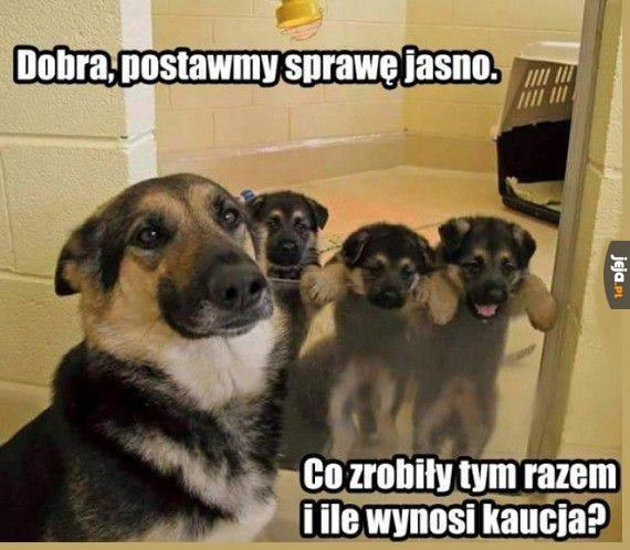 Skaranie boskie z tymi szczeniakami