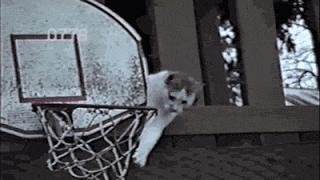 Kot koszykarz