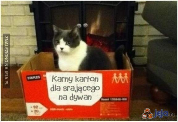 Karton dla kota