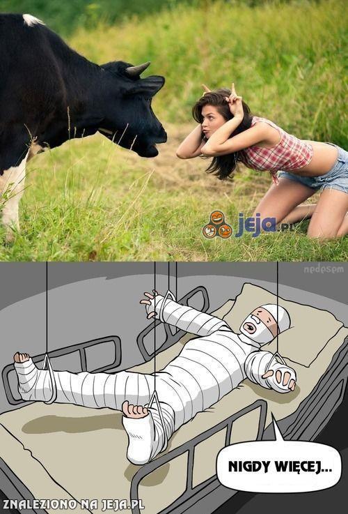 Zabawy z krowami są niebezpieczne