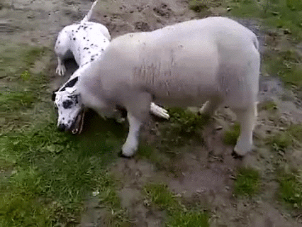 Przerażająca owca atakuje biednego psiaka!