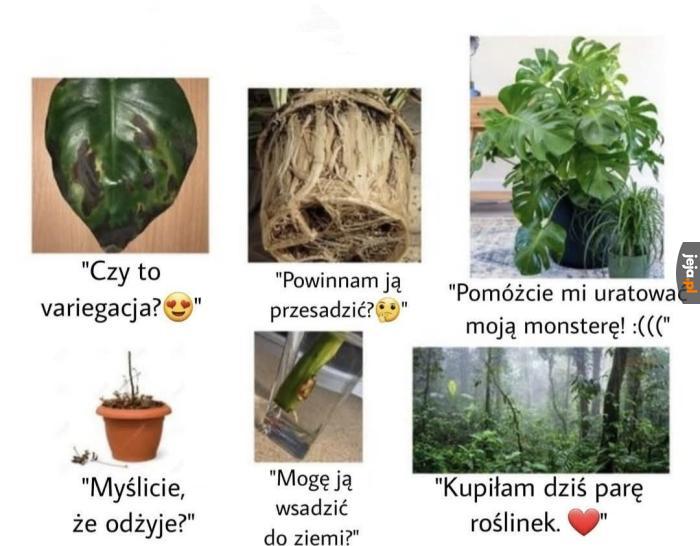 Typowa grupa na fb o roślinach be like: