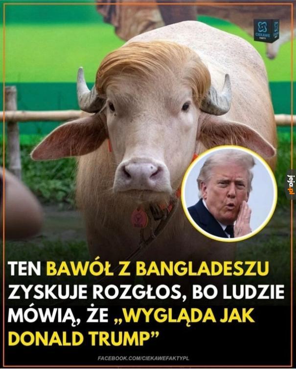 Bawstein? Nie znam