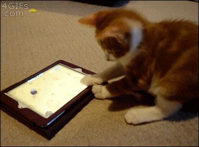 Kotek gra na iPadzie aż do zawrotu głowy