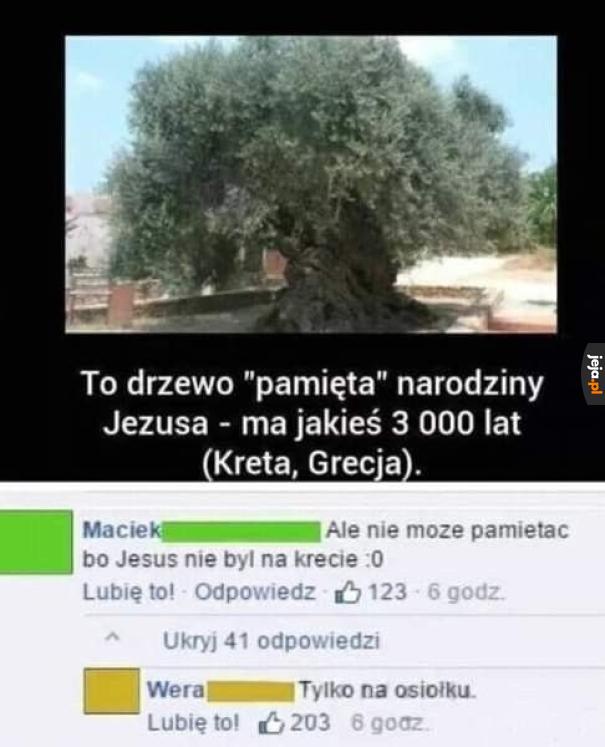 Drzewo, które wiele widziało