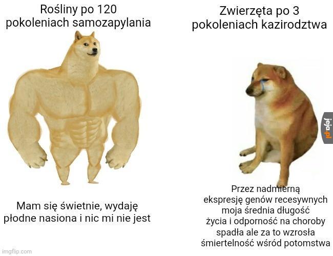 Gepardy i bananowce lubią to