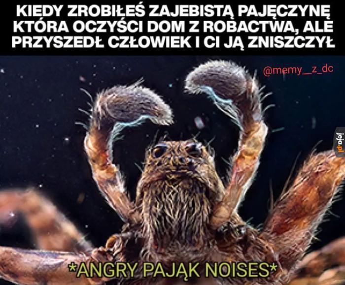 Nie wkurzaj pająka