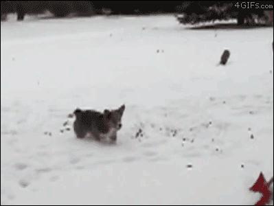 Salta na śniegu