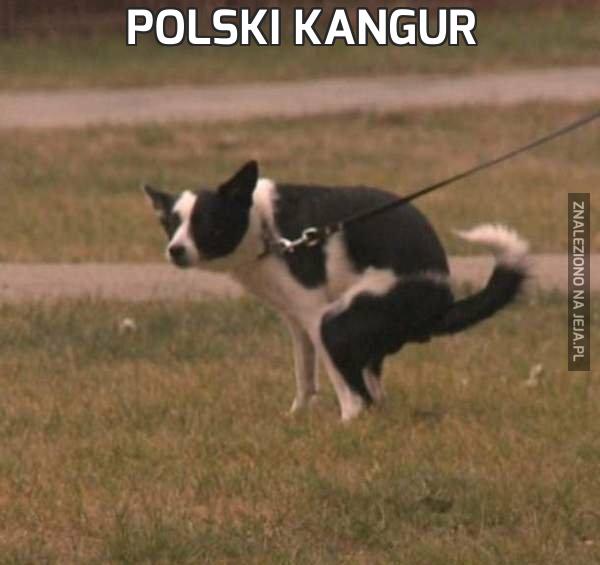 Polski kangur