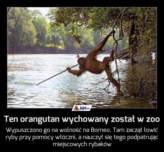 Ten orangutan wychowany został w zoo