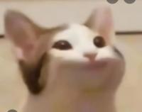 komentarz obrazkowy