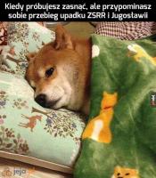 komentarz obrazkowy