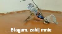 komentarz obrazkowy