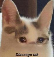 komentarz obrazkowy