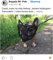komentarz obrazkowy