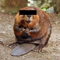 komentarz obrazkowy