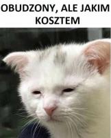 komentarz obrazkowy