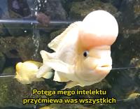 komentarz obrazkowy