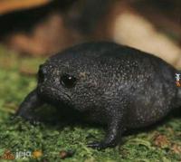 komentarz obrazkowy