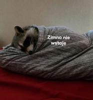 komentarz obrazkowy