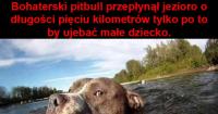 komentarz obrazkowy
