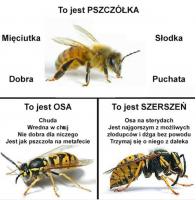 komentarz obrazkowy