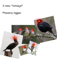 komentarz obrazkowy