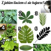 komentarz obrazkowy