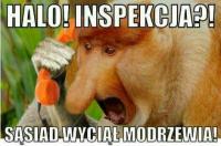 komentarz obrazkowy