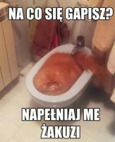 komentarz obrazkowy