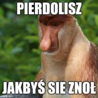 komentarz obrazkowy