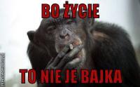 komentarz obrazkowy