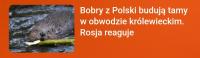 komentarz obrazkowy