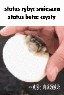 komentarz obrazkowy