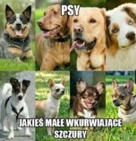 komentarz obrazkowy