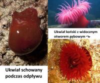 komentarz obrazkowy