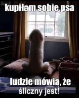komentarz obrazkowy