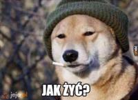 komentarz obrazkowy