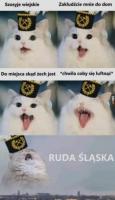 komentarz obrazkowy